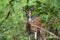 Cheetal or chital deer, also known as spotted deer in lush forest meadow. Deer family