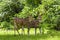 Cheetal or chital deer, also known as spotted deer in lush forest meadow. Deer family