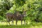 Cheetal or chital deer, also known as spotted deer in lush forest meadow. Deer family