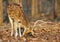 cheetal deer feeding, pench tiger reserve