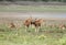 Cheetal deers playing in green Dhikala grassland