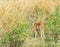 Cheetal Spotted Deer in Grassland