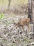 The Cheetal stag, India