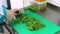 Chef chopped green lettuce in restaurant kitchen