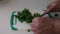 A chef chops parsley cilantro. an aromatic herb