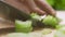 Chef cook cuts celery on cutting board.