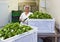 Chef With Cut Leafy Vegetable In Hospital Kitchen