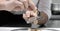 The chef cuts slices of white truffle in the kitchen