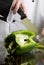 Chef Cutting Green Pepper