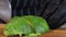 Chef hand cutting green avocado. Vegetable Ingredients.