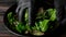 Chef hands mixing green salad with arugula, spinach, olive oil