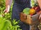 Chef harvesting at local organic farm