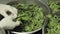 Chef picking up fresh sorrel from large salad bowl. Chef preparing ingredients for vegetarian salad