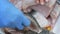 Chef preparing fish meat for cooking on grill