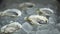 Chef puts delicious oyster on tray with ice cubes on table