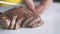 Chef`s hands putting sliced beef steak on clean plate