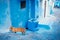 Chefchaouen - blue city of Morocco. Orange cat in the blue city. Detail on a blue doors and walls. Blue town street.