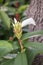 Cheilocostus speciosus flower in the garden.