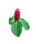 Cheilocostus Speciosus flower isolated