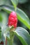 Cheilocostus speciosus flowers bloom in a scenic hillside garden