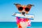 Chek in boarding pass summer dog