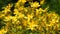 Chelidonium, celandine, kilwort flowers in wind