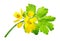 Chelidonium majus, commonly known as greater celandine, nipplewort, swallowwort, or tetterwort, which also refers to Sanguinaria