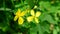 Chelidonium majus. Fluffy yellow flower of greater celandine.