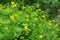Chelidonium majus,  greater celandine, nipplewort, yellow flower