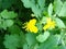 Chelidonium majus, greater celandine or tetterwort - family Papaveraceae, native european chelidonium species, poppy