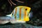 Chelmon rostratus - Banded Longsnout Butterflyfish