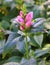 Chelone obliqua, the pink turtlehead, red turtlehead, or rose turtlehead,