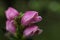 Chelone obliqua, the red turtlehead, rose turtlehead or pink turtlehead macro