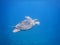 Chelonia mydas green sea turtle snorkeling in red sea