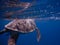 Chelonia mydas green sea turtle snorkeling in red sea