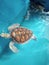 Chelonia Mydas Tortoise Swimming Aesthetic