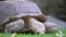 A Chelonoidis tortoise, a terrestrial reptile, eating in the grassland.