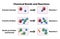 Chemical Bonds and Reactions Forming and Breaking