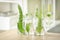 Chemical glassware with plants on table in laboratory