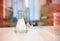 Chemical laboratory Glassware and flasks for scientific tests. tubes with liquids for biotechnology analysis. medical scientific e