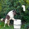 Chemical portable toilet and dog are standing on outdoors. The concept of cleaning behind his dog on the street