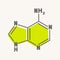 Chemical structural formula of adenine - DNA and RNA nitrogen base