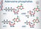 Chemical structural formulas Adenosine phosphates nucleotides :