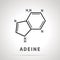 Chemical structure of Adeine, one of the four main nucleobases, simple black icon