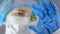 Chemist holding a pane with tests of plants in laboratory