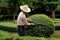 Chengdu, China: Gardener Clipping Shrubs