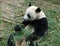 Chengdu, China: Giant Panda Eating Bamboo