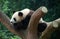 Chengdu, China: Giant Panda in Tree