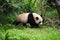 The Chengdu Research Base of Giant Panda Breeding