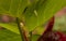 Chenille Acalypha hispida flower and leaves, selected focus